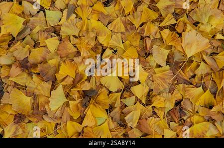 Vista dall'alto verso il basso di uno spesso tappeto di foglie di ginkgo gialle cadute Foto Stock
