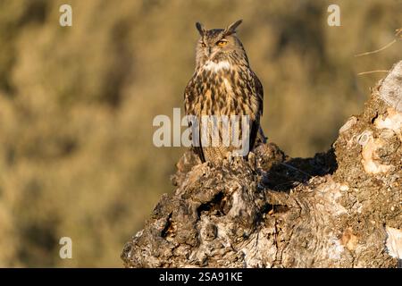 Gufo eurasiatico arroccato in un albero di frassino durante la stagione degli accoppiamenti, poco prima di partire per la caccia all'ultima luce di una sera di gennaio Foto Stock