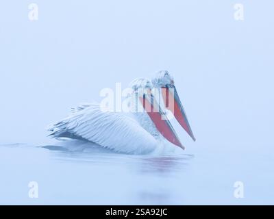 Pellicani dalmati (Pelecanus crispus) in nebbia invernale Foto Stock