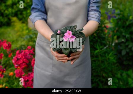 Una donna giardiniera professionista, fioraio in grembiule tiene un fiore viola rosa in un vaso, all'esterno Foto Stock