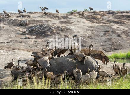 Avvoltoio del Capo (Gyps coprotheres) che domina avvoltoi bianchi (Gyps africanus) su una carcassa di ippopotamo Foto Stock