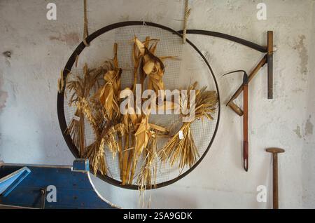 Attrezzi agricoli d'epoca e colture essiccate, tra cui grano e mais, esposti su una parete rustica, che evocano il patrimonio agricolo e l'agricoltura tradizionale Foto Stock
