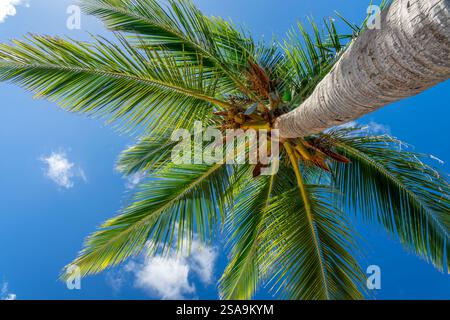 Guardando verso l'alto la palma, vista dal basso su una spiaggia caraibica, viaggio da sogno tropicale, isola di Saint Martin Foto Stock