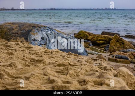 Sigillo dipinto su pietra sulla riva del Mar Baltico Gdynia Foto Stock