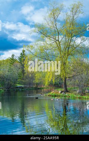 Paesaggio primaverile con salici sulla riva del lago. Foto Stock