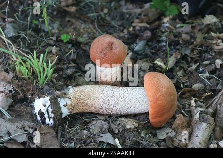 Leccinum populinum, comunemente noto come aspen bolete rosso o gambo scaber con tappo rosso, fungo bolete commestibile proveniente dalla Finlandia Foto Stock
