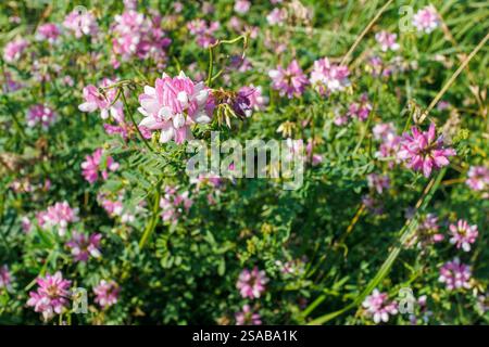 Primo piano di fiori Securigera varia rosa e bianca che crescono in un prato verde. Fondo floreale naturale con piante selvatiche. Stagione estiva e primaverile co Foto Stock