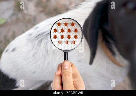 Primo piano della lente d'ingrandimento focalizzata sulle pulci sulla pelliccia animale Foto Stock