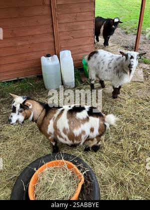 Tre carine capre pigmee e un secchio di fieno Foto Stock