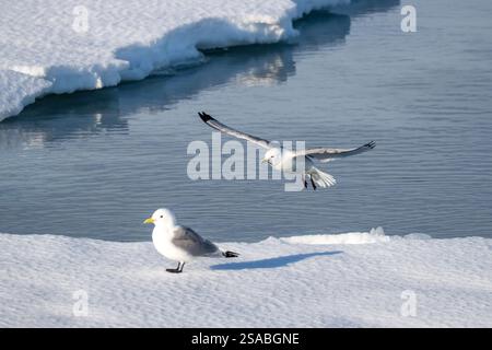Un Kittiwake dalle zampe nere, Rissa tridactyla, che arriva per atterrare sul ghiaccio veloce al largo della costa delle Svalbard. Questi gabbiani sono comuni nella regione e vivono Foto Stock