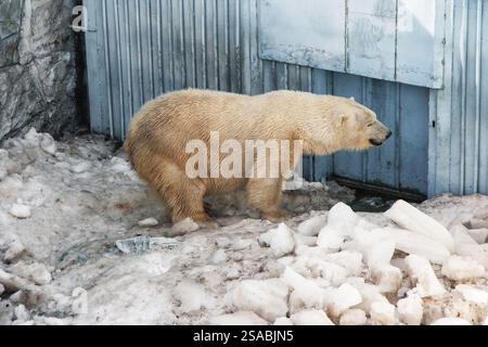 Orso polare sporco sulla neve sporca nello zoo. Il concetto di detenzione in cattività di animali selvatici. Foto Stock