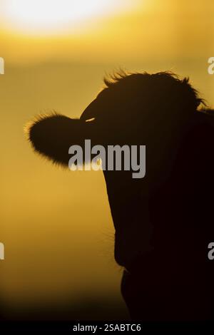Bestiame domestico o mucca (Bos taurus) silhouette di un animale adulto al tramonto, Inghilterra, Regno Unito, Europa Foto Stock