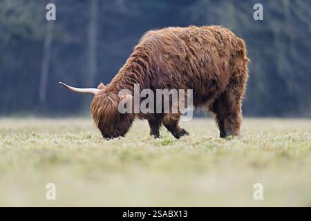 Bestiame delle Highland (Bos taurus), animale adulto con un corno che mangia erba, Svizzera, Europa Foto Stock