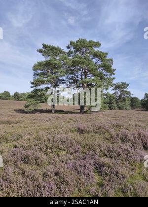 Fine estate a Fischbeker Heide Foto Stock