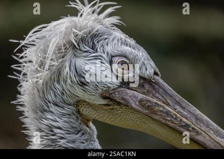 Ritratto del Pelicano dalmata (Pelecanus crispus) uccello d'acqua dolce, animale della famiglia Pelecanidae. Foto Stock