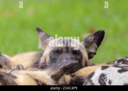 Un branco di 4 cani selvatici africani, Lycaon pictus, riposa su un prato verde Foto Stock
