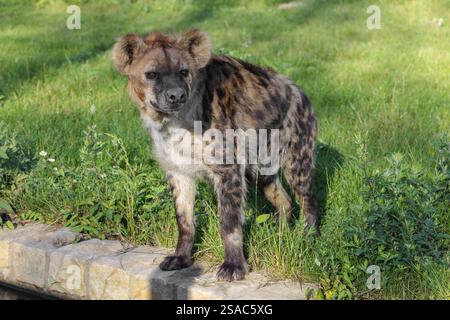 Una iena avvistata da adulti (Crocuta crocuta) o una iena che ride si trova su un prato in bella luce Foto Stock