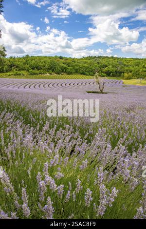 Campo di lavanda alla fine della stagione. Paesaggio in tarda estate e in serata al tramonto sul lago Balaton, Ungheria, Europa Foto Stock