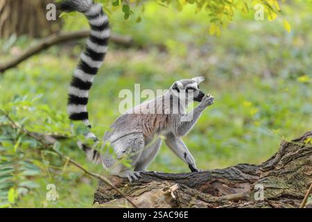 Un lembo dalla coda ad anello (Lemur catta) si trova su un albero marcio che giace a terra e mangia un frutto Foto Stock