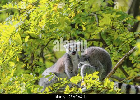 Due lemuri dalla coda ad anello (Lemur catta) si siedono in alto in un albero su un ramo tra foglie verdi fresche e giocano tra loro o si preparano o guardano Foto Stock