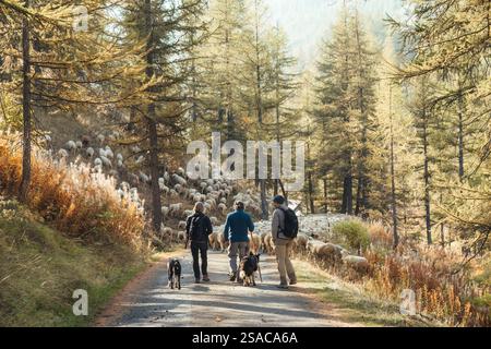 Hautes Alpes, Francia - 5 ottobre 2023 : Un pastore con un cane da collie di confine e turisti allevano grandi greggi di pecore da pascolare sulla strada di campagna in autum Foto Stock