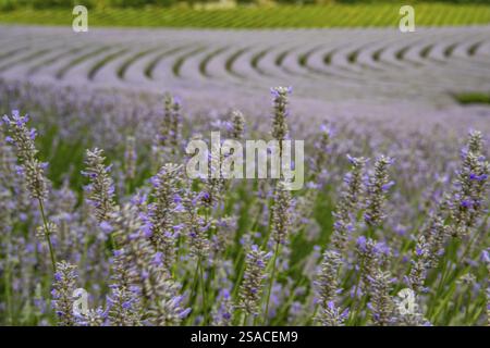 Campo di lavanda alla fine della stagione. Paesaggio in tarda estate e in serata al tramonto sul lago Balaton, Ungheria, Europa Foto Stock