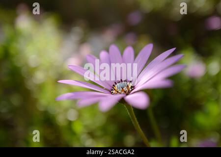 Un fiore rosa - Dimorphotheca ecklonis - che fiorisce in primavera. Foto Stock
