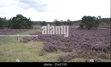 Fine estate a Fischbeker Heide, Amburgo Foto Stock