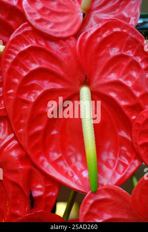 primo piano di anthurium rosso. Fiore tropicale. Foto Stock