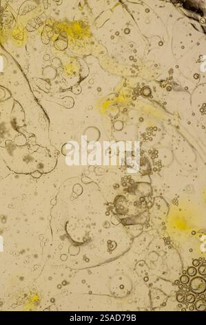Una vista ravvicinata e ad alto ingrandimento di una miscela di liquidi, probabilmente olio e acqua o di un'altra combinazione di liquidi immiscibili. Foto Stock