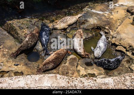 Un gruppo di foche si raccolgono attorno ad un corpo d'acqua. La scena è tranquilla e serena, con le foche che riposano e si godono l'acqua Foto Stock