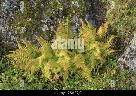 Felci gialle-verdi che crescono accanto a rocce coperte di muschio, circondate da vegetazione lussureggiante. Foto Stock
