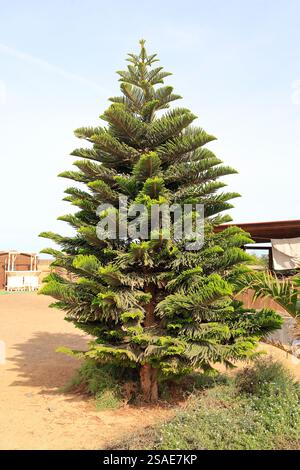 Norfolk Pine o Norfolk Island Pine . Nome latino Araucaria heterophylla. Fuerteventura, Isole Canarie, Spagna, Europa, UE. Presa nel dicembre 2024 Foto Stock