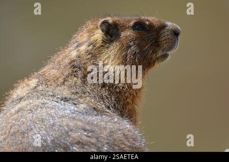 Marmotta dalla pancia gialla a Mount Evans, Colorado Foto Stock