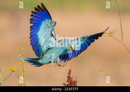 Rullo europeo (Coracias garrulus), atterraggio per adulti su un molo, Italia, Campania Foto Stock