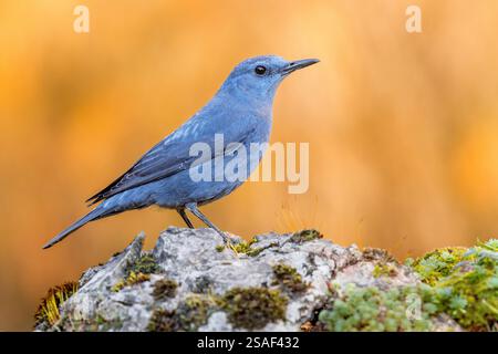 Mughetto di roccia blu (Monticola solitarius), uomo arroccato su una roccia, vista laterale, Italia, Campania Foto Stock