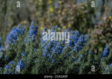 I fiori blu profondi ammassano saldamente su un arbusto, il loro colore ricco si distingue vividamente contro gli aghi verdi scuri. Foto Stock