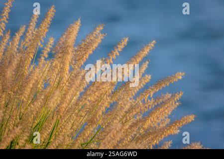 Stati Uniti, Stato di Washington, Seabeck. Erbe ornamentali e acqua di fondo. Foto Stock
