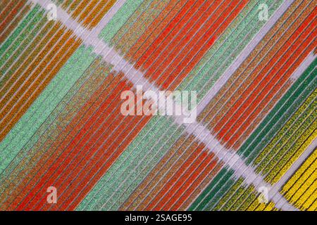 Vista aerea dei colorati campi di fiori di tulipani in diagonale nei Paesi Bassi. Foto Stock