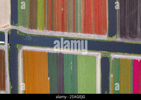 Vista aerea dei colorati tulipani, narcisi e giacimenti di Giacinto in uno schema durante il periodo primaverile nei Paesi Bassi Foto Stock