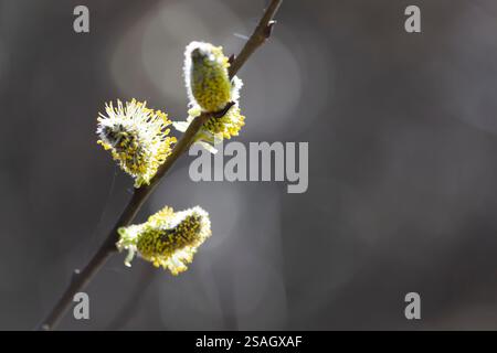 Primo piano di gemme di salice a molla su un ramo d'albero. L'immagine mostra tre morbidi boccioli con sfumature gialle e verdi, illuminati dalla luce solare Foto Stock