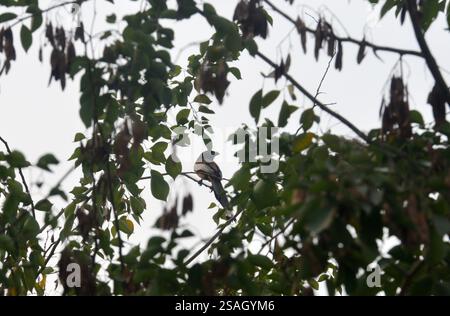 30 gennaio 2025, Siliguri, Bengala Occidentale, India: Un uccello di Treepie Rufous siede su un ramo d'albero a Siliguri. (Credit Image: © Diptendu Dutta/ZUMA Press Wire) SOLO PER USO EDITORIALE! Non per USO commerciale! Foto Stock