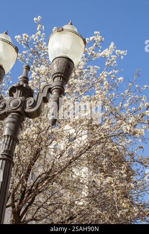 01.03.2024, El Paso, Texas USA. In centro in primavera Foto Stock