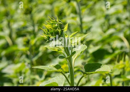 Un vivace bocciolo di girasole sorge alto in mezzo a un campo di verde vegetale, riflettendo la vitalità della natura in un paesaggio estivo. Foto Stock
