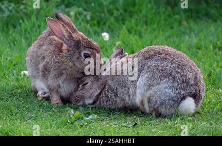 Sono familiari in tutto il mondo come un piccolo erbivoro, un animale da preda, una forma di bestiame domestico e un animale domestico. Foto Stock