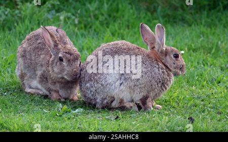Sono familiari in tutto il mondo come un piccolo erbivoro, un animale da preda, una forma di bestiame domestico e un animale domestico. Foto Stock