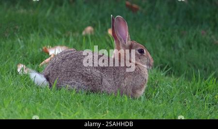 Sono familiari in tutto il mondo come un piccolo erbivoro, un animale da preda, una forma di bestiame domestico e un animale domestico. Foto Stock