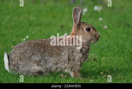 Sono familiari in tutto il mondo come un piccolo erbivoro, un animale da preda, una forma di bestiame domestico e un animale domestico. Foto Stock
