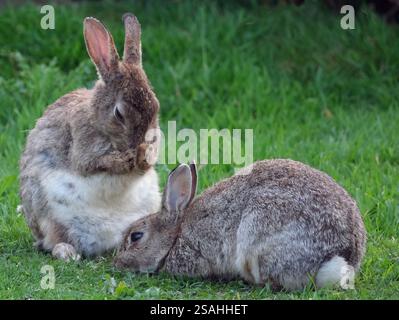 Sono familiari in tutto il mondo come un piccolo erbivoro, un animale da preda, una forma di bestiame domestico e un animale domestico. Foto Stock