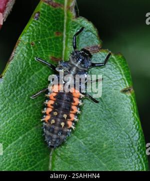 Harmonia axyridis è una specie di scarabeo femminile o coccinello che è più comunemente conosciuta come harlequin, asiatica o multicolore scarabeo femminile asiatico. Foto Stock